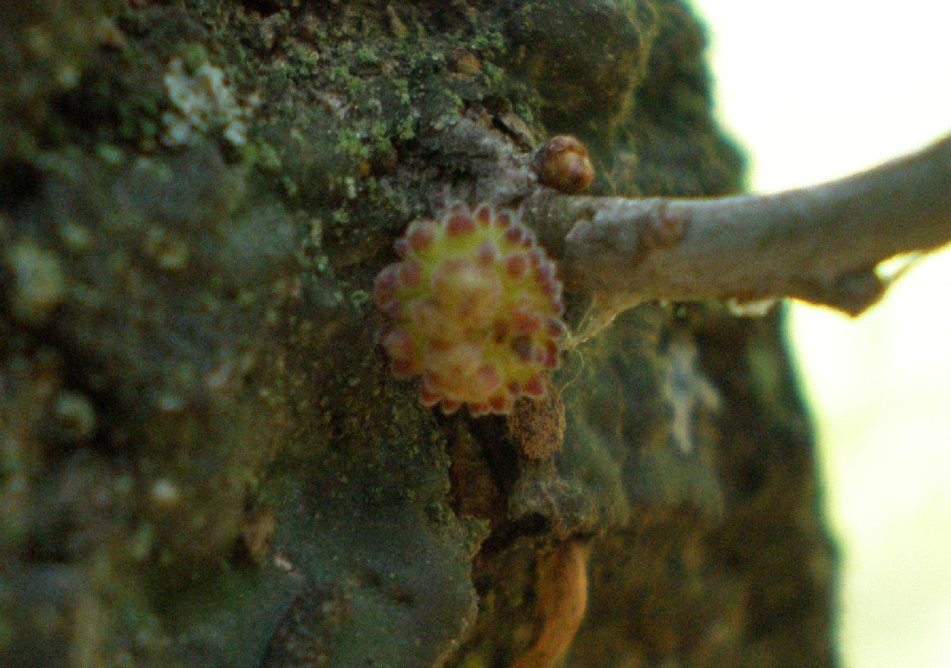 galla di Cynipidae da determinare